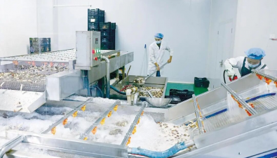 云南武定县：全力构建人工食用菌全产业链体系