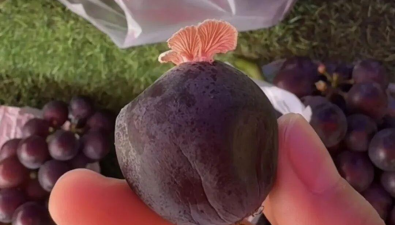 葡萄里长出小蘑菇！两年前的“果菌王”再现？专家称是一种小众食用菌