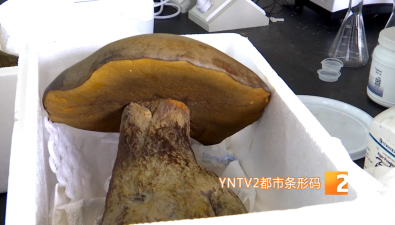 云南元江惊现巨型野生牛肝菌，净重2114克