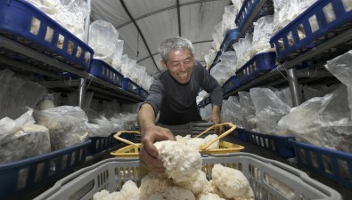 韩国农村振兴厅提出绣球菌采后质量管理技术指南