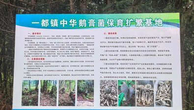 福建永春县：一都镇中华鹅膏菌保育扩繁基地正式落地