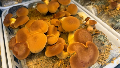 广西河池：德胜镇智慧云舱种黄牛肝菌喜丰收